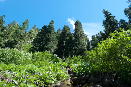 Photo of trees against a blue sky, looking uphill.