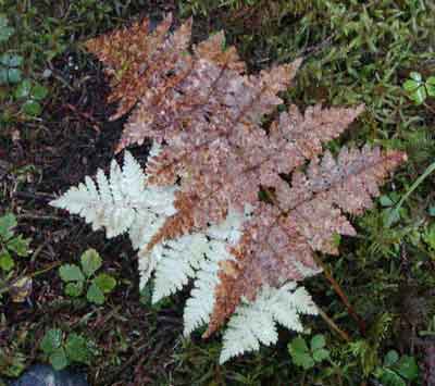 autumn fern height autumn fern height