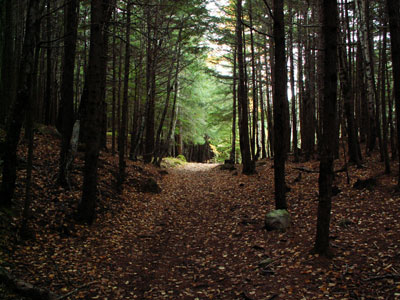 Descriptive essay about the woods Descriptive essay about the woods picture